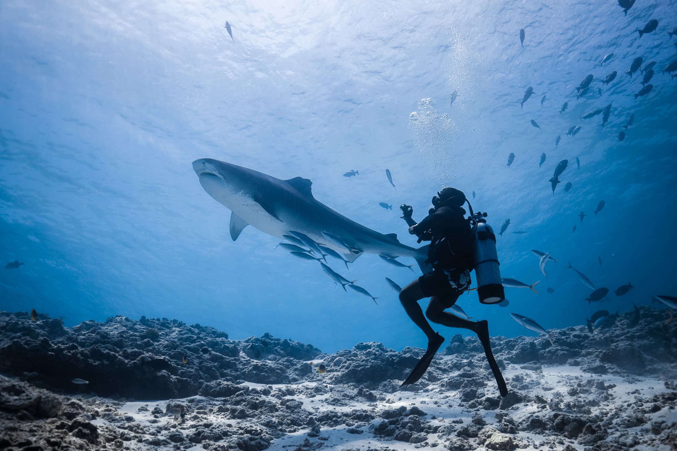 Scuba Diving