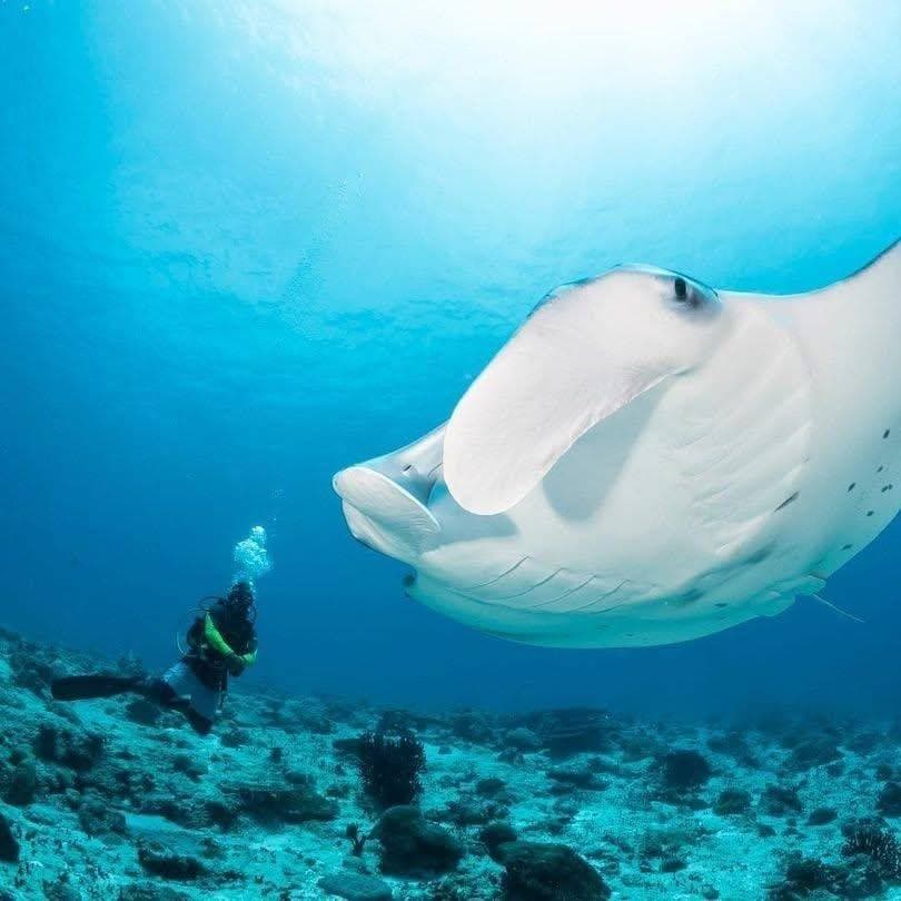 Addu Manta Point