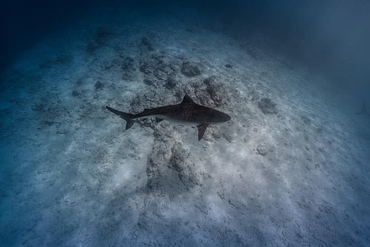 Underwater Background